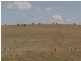 Glen Innes NSW 2370