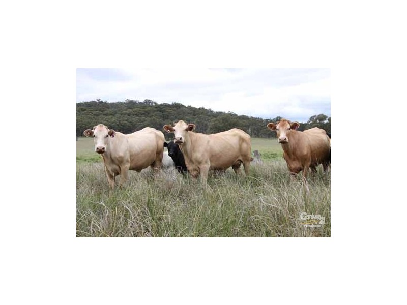 5107 Kingsplains Road, Wellingrove NSW 2370