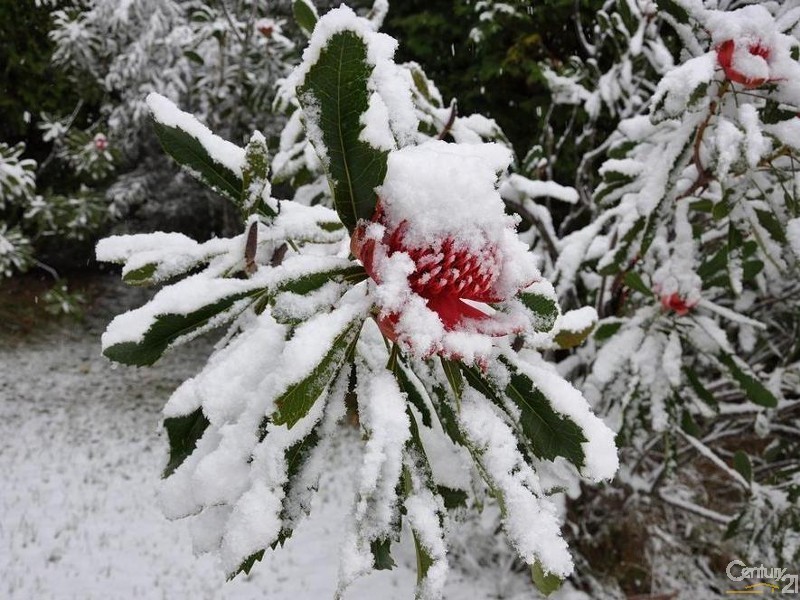 117-119 Mount Irvine Road, Mount Wilson NSW 2786