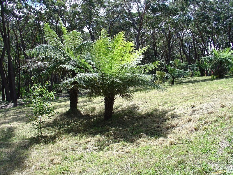 117-119 Mount Irvine Road, Mount Wilson NSW 2786