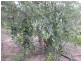 Tabulam NSW 2469