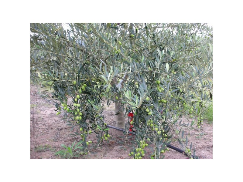 Tabulam NSW 2469