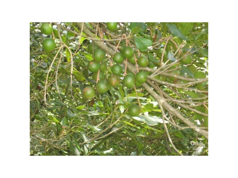 498 Cowlong Road, Mcleans Ridges NSW 2480