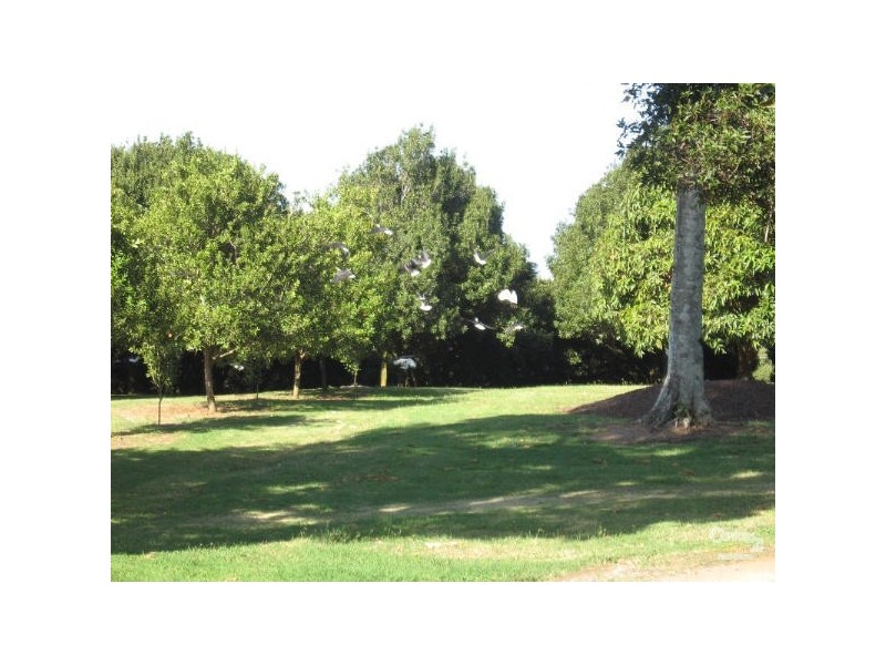 498 Cowlong Road, Mcleans Ridges NSW 2480