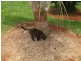 498 Cowlong Road, Mcleans Ridges NSW 2480