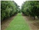 Dunoon NSW 2480