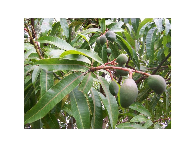 100 Lees Lane Hogarth Range, Hogarth Range NSW 2469