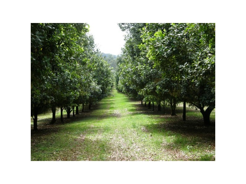 190 Fletcher Road, Dunoon NSW 2480