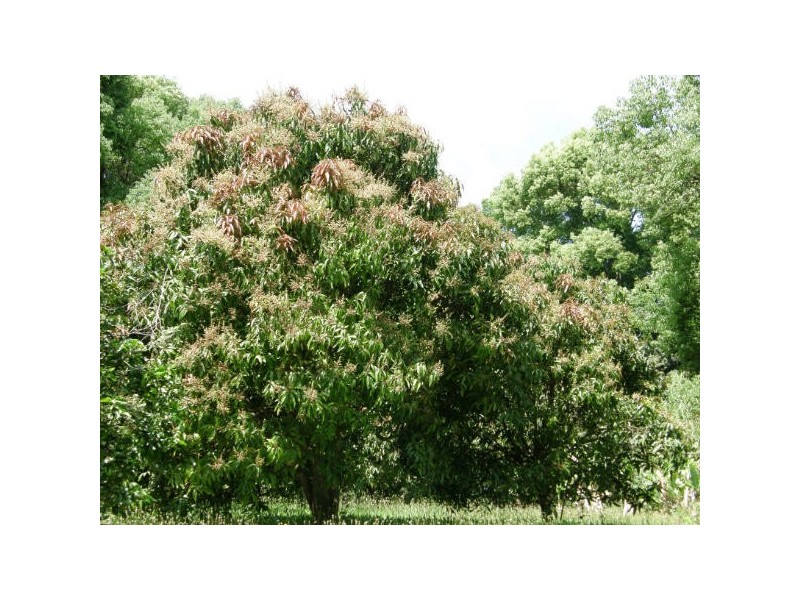 Mcleans Ridges NSW 2480