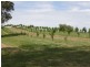 Mummulgum NSW 2469