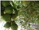 Alstonville NSW 2477