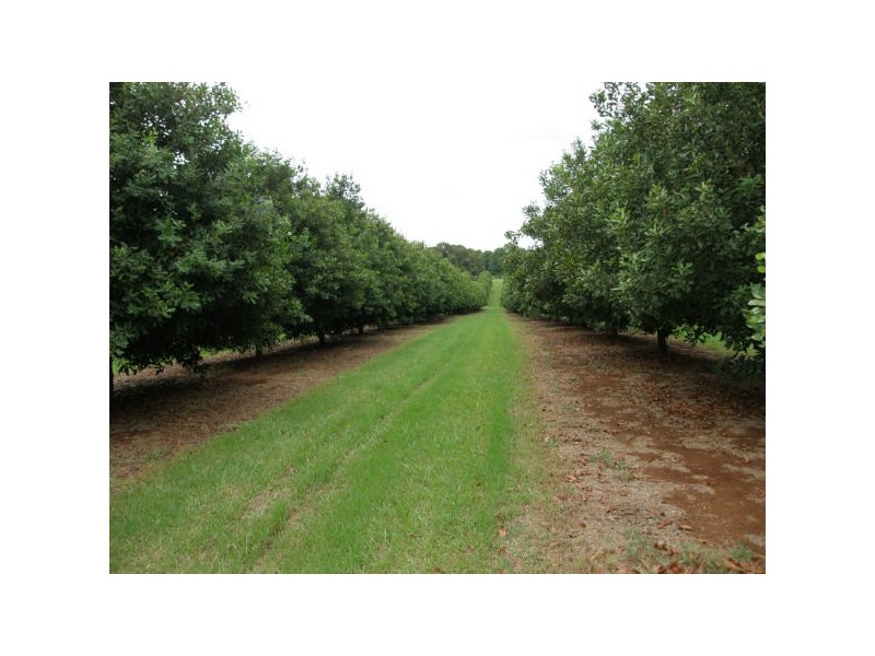 402 Cowlong Rd, Mcleans Ridges NSW 2480