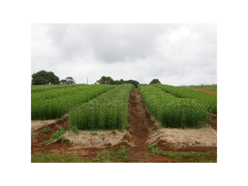 541 Ellis Rd, Alstonville NSW 2477