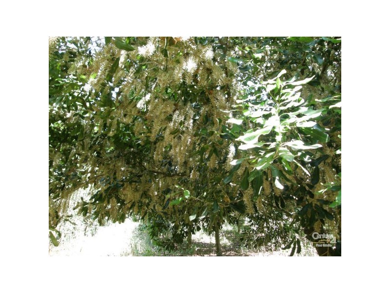 64 Fairview Rd, Rosebank NSW 2480