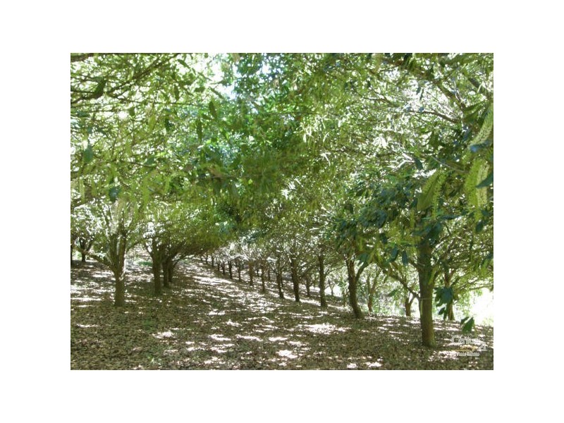 64 Fairview Rd, Rosebank NSW 2480