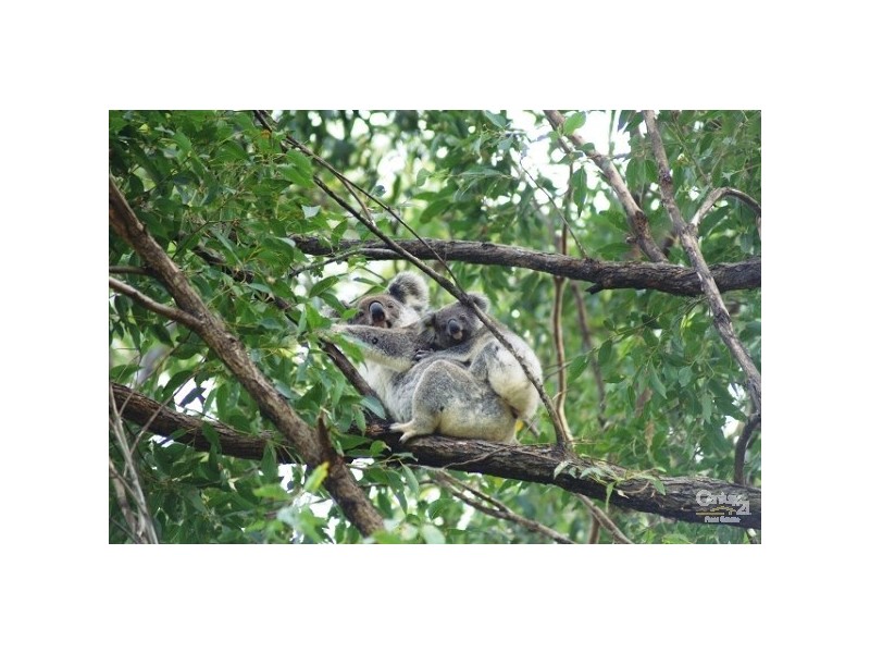 93 Grennan Rd, Tregeagle NSW 2480