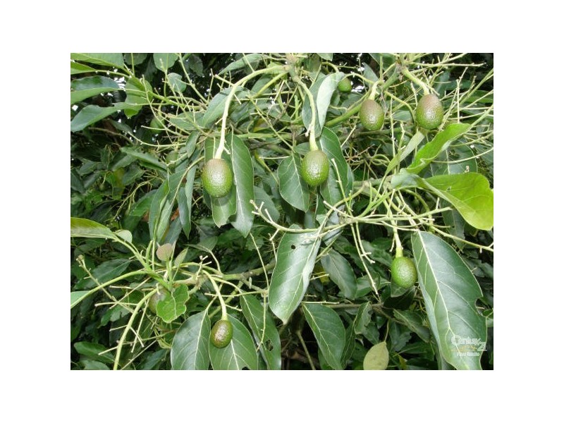 Alstonville NSW 2477