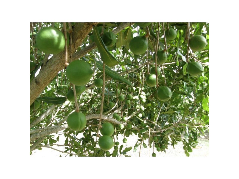 15 Pagotto Ridge Rd, Lismore NSW 2480