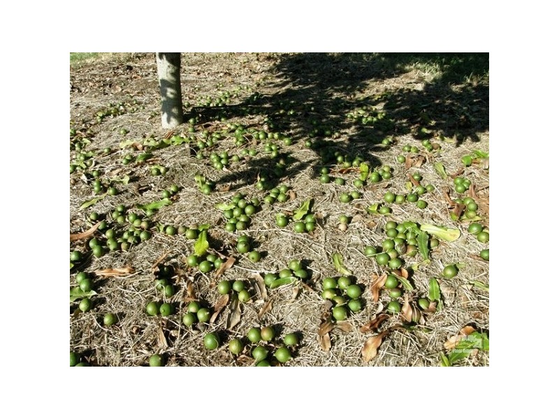 15 Pagotto Ridge Rd, Lismore NSW 2480