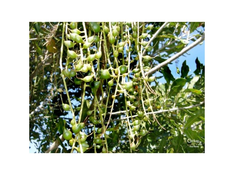 66 Cambridge Park Lane, Woodford NSW 2463