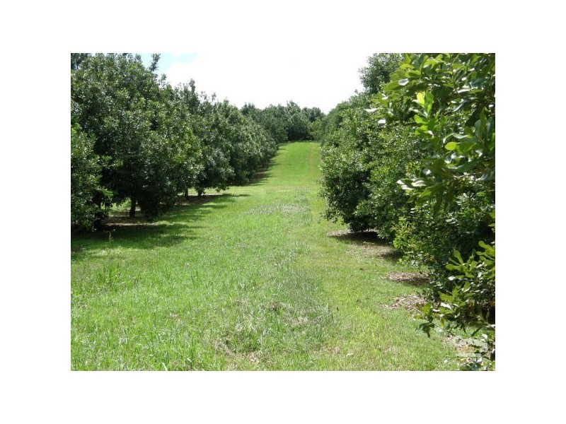 1 Alexander Road, Mcleans Ridges NSW 2480