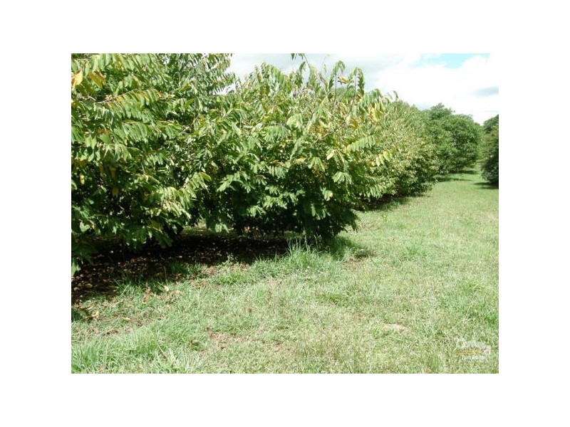 Alstonville NSW 2477