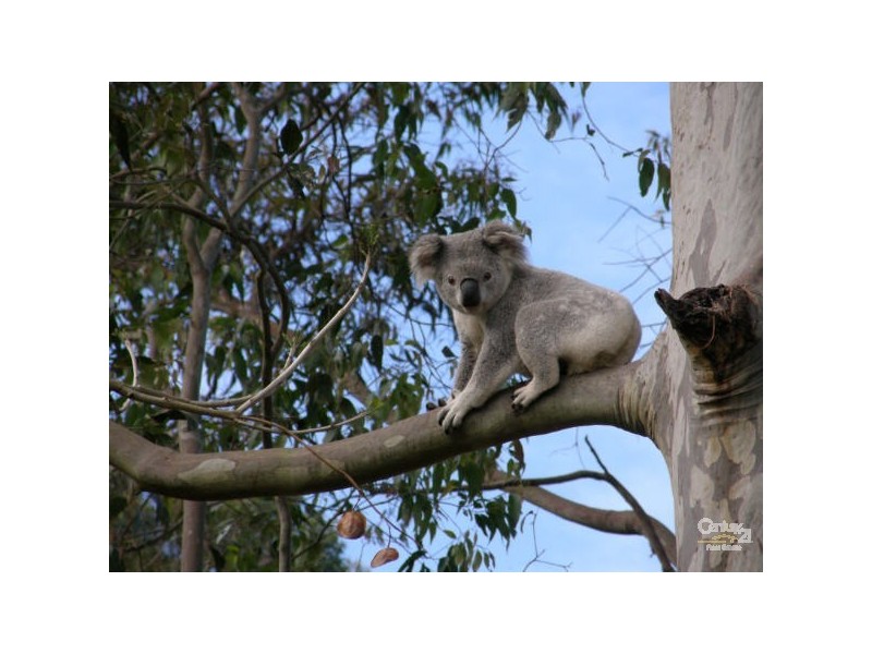 509 Wardell Road, Alstonville NSW 2477