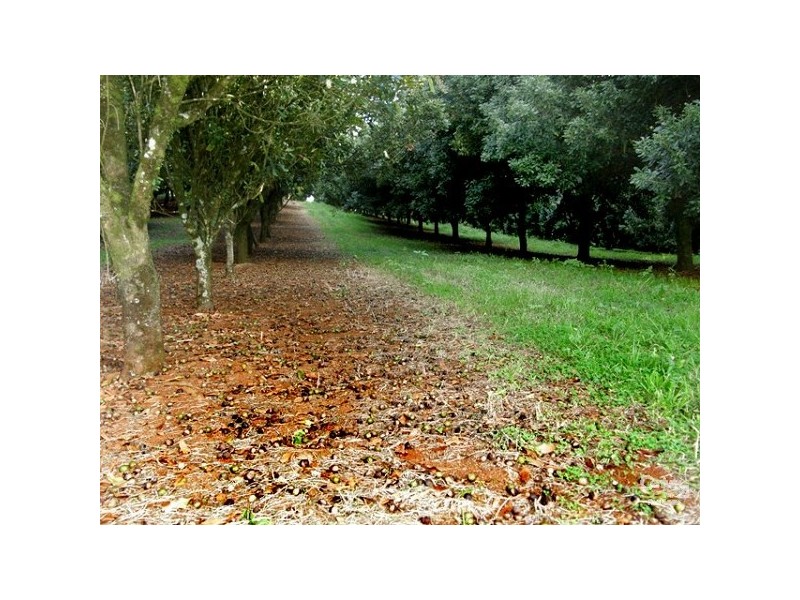 1799 Dunoon Road, Dunoon NSW 2480
