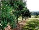 1799 Dunoon Road, Dunoon NSW 2480