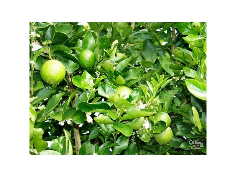 1050 Eltham Road, Alstonville NSW 2477