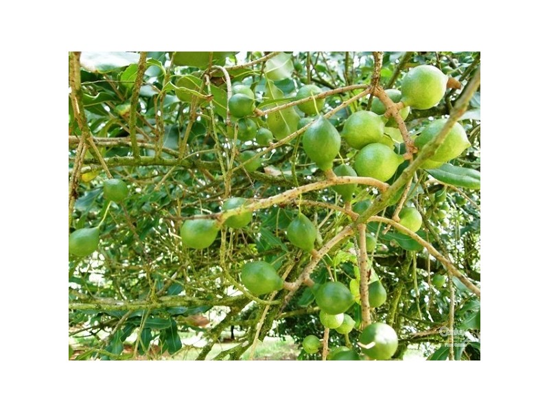 Lot 2/36 Lindendale Road, Lindendale NSW 2480