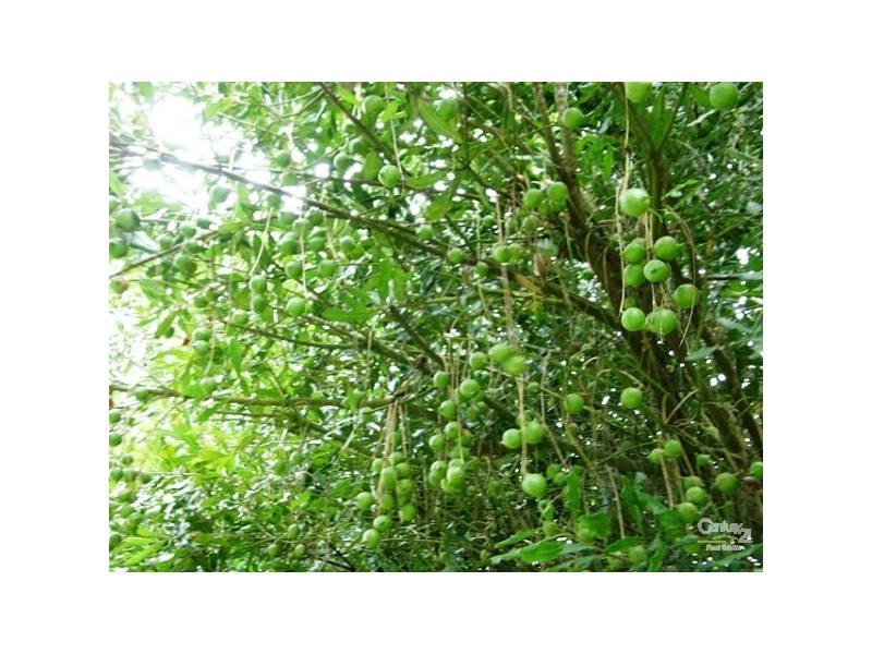 193 Channon Road, Dunoon NSW 2480