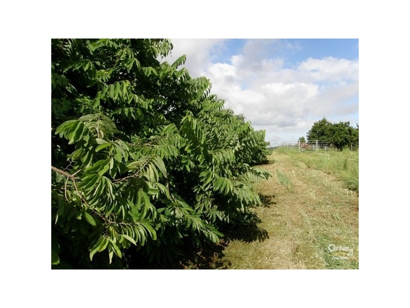 1860 Dunoon Road, Dunoon NSW 2480