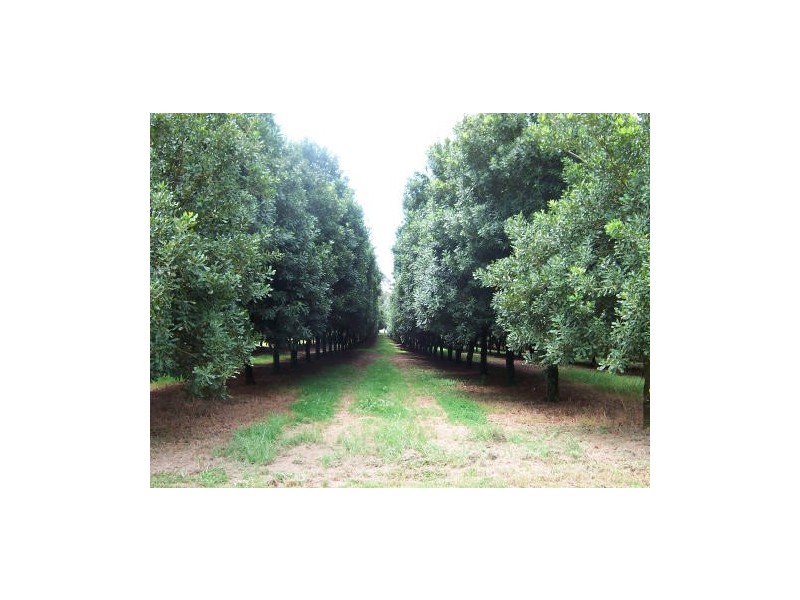 Alstonville NSW 2477