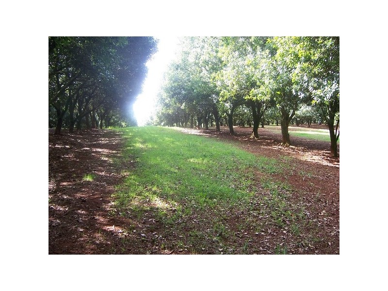 Dunoon NSW 2480