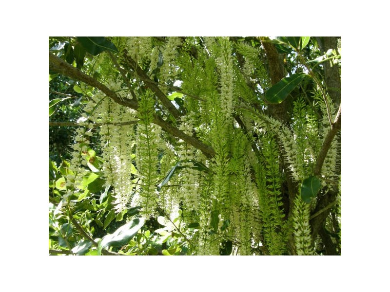 Alstonville NSW 2477