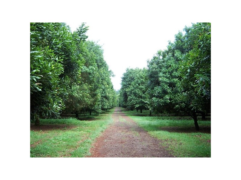 . Nutmac Bangalow Road, Clunes NSW 2480