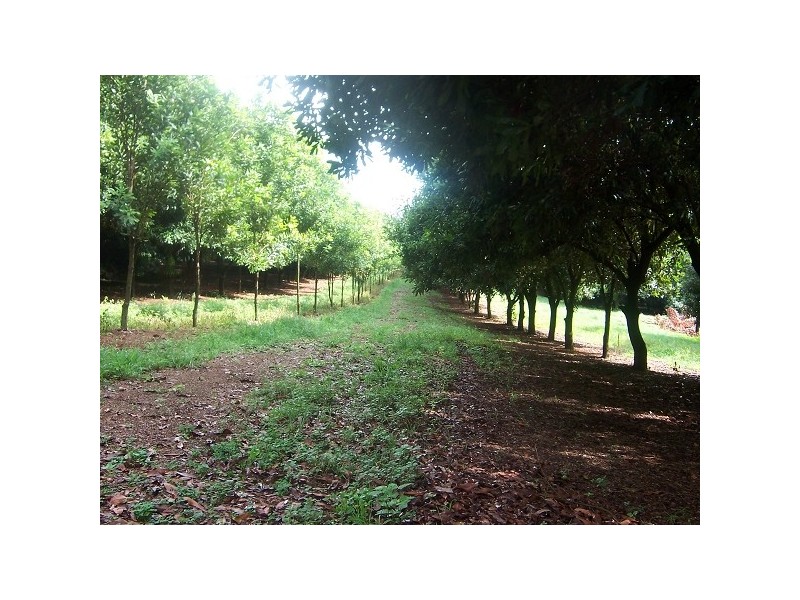 144 Fraser Road, Dunoon NSW 2480