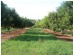 Mcleans Ridges NSW 2480