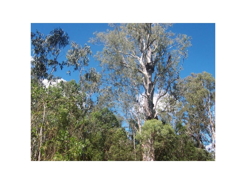 Bungawalbin NSW 2469