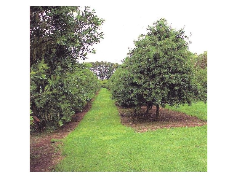Corndale NSW 2480