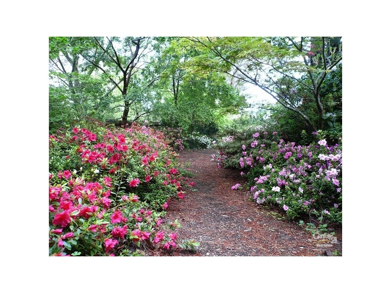 20 Blackheath St, Leura NSW 2780