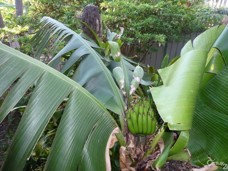 1a Rowes Lane, Cardiff Heights NSW 2285