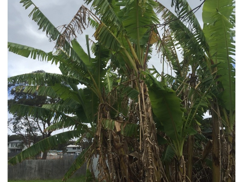 26 Fegan Street, West Wallsend NSW 2286