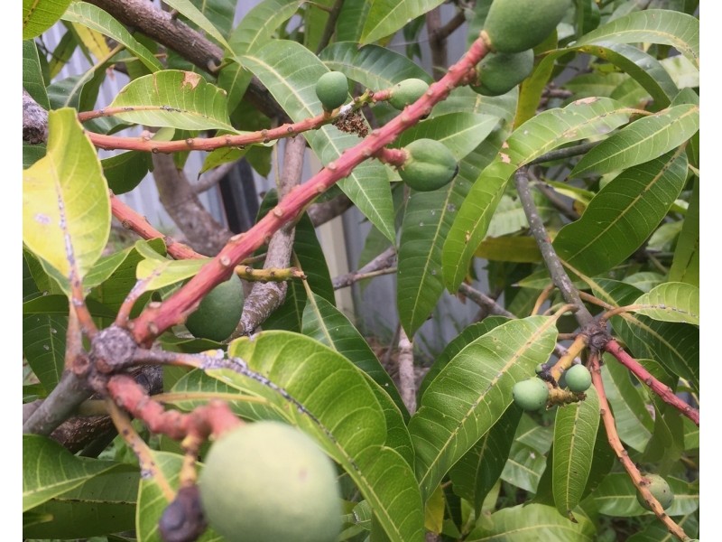 26 Fegan Street, West Wallsend NSW 2286