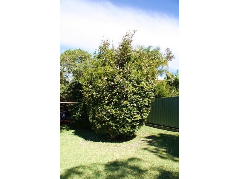 87 Elouera Avenue, Buff Point NSW 2262