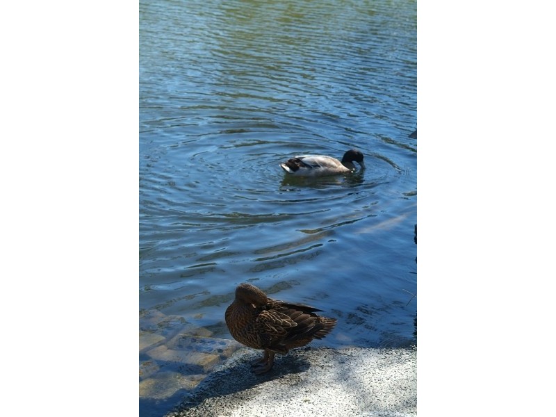 36 Turner Close, Blue Haven NSW 2262