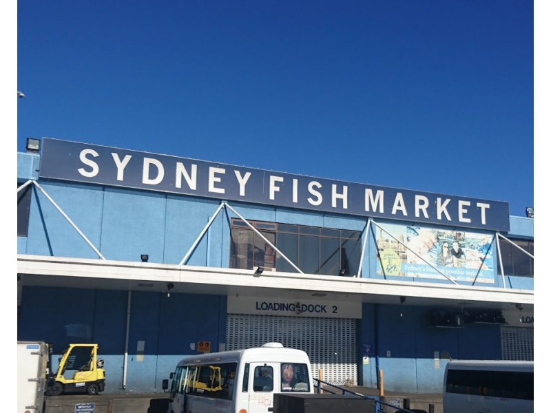 5/61 Macarthur Street, Ultimo NSW 2007