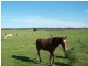 Maitland NSW 2320