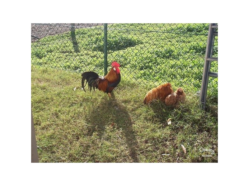 92 Government Road, Weston NSW 2326